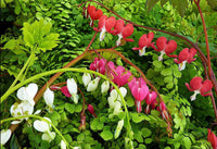 Old-Fashioned Bleeding Heart Collection