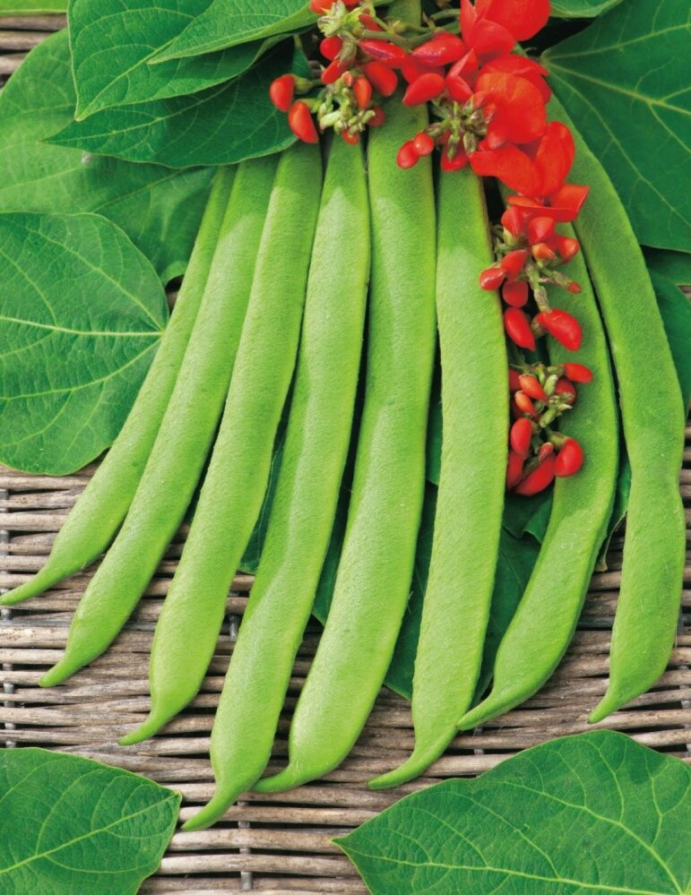 Runner Bean- Scarlet Emperor