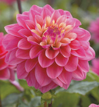 Princess Gracia Dahlia