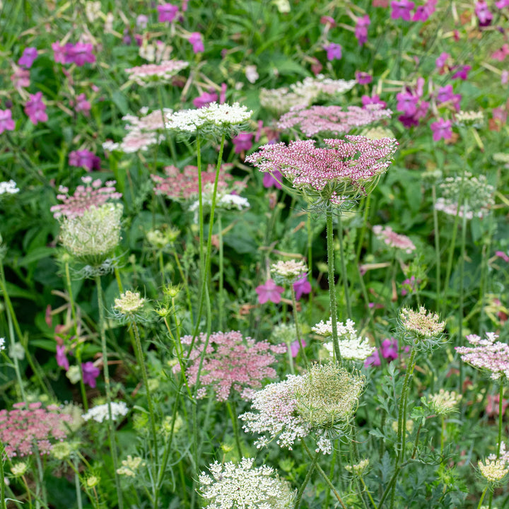 False Queen Anne's Lace Flower Seeds – Heirloom, Non-GMO Flower Seeds for Planting