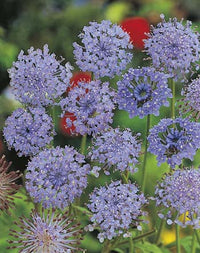 Rottnest Island Daisy