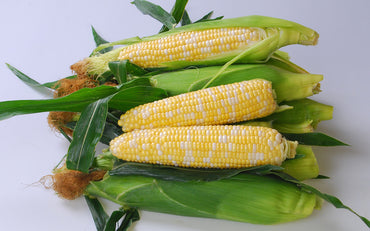 Solstice – 1r Corn Seed