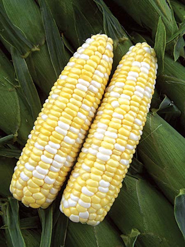 Latte – 1r Corn Seed