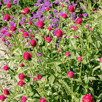 QIS? Carmine – Gomphrena Seed