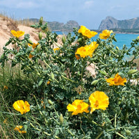 Heirloom Glaucium Flavum Flower Seeds for Planting, Non-GMO