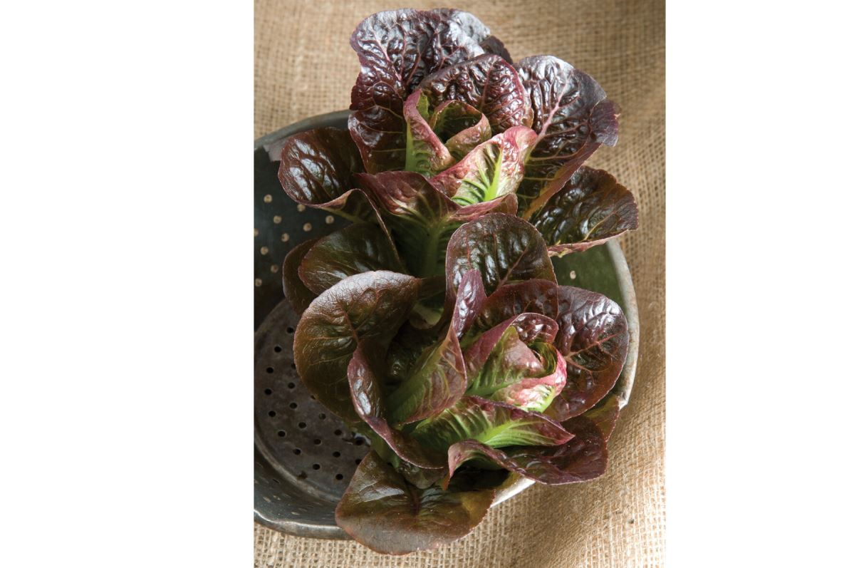 Breen – Organic Lettuce Seed