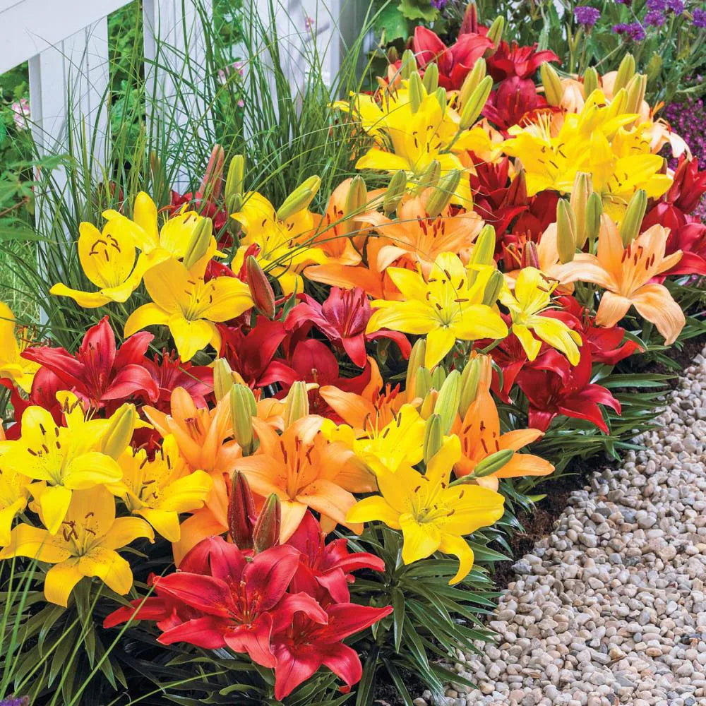Fiery Temper Carpet Border Lily Mixture