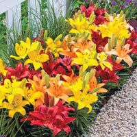 Fiery Temper Carpet Border Lily Mixture