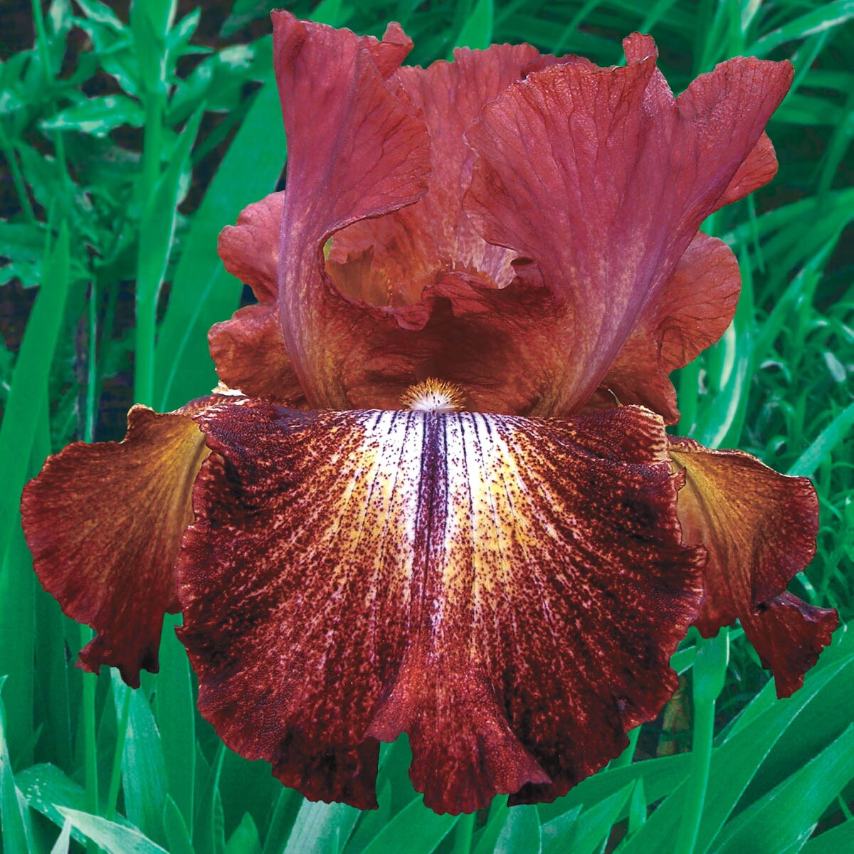 Paprika Fono's Reblooming Bearded Iris Seeds