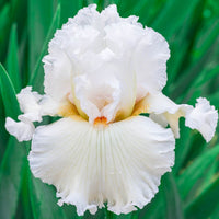 Catch A Star Bearded Iris Seeds