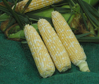 Xtra-Tender 20173 – Treated Corn Seed