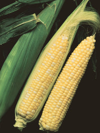 Latte – 1r Corn Seed