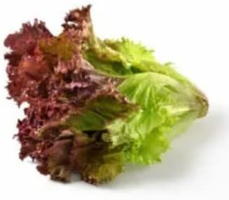 Green & Red Lettuce seeds for salad garden planting