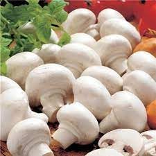 Mushroom Seeds for Gardening, 100 pcs