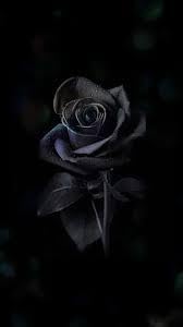 Rose Seeds for Planting – Heirloom, Non-GMO Flower Seeds for Beautiful Garden Blooms - Seeds for planting in home garden