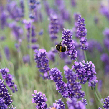 Lavender- True English