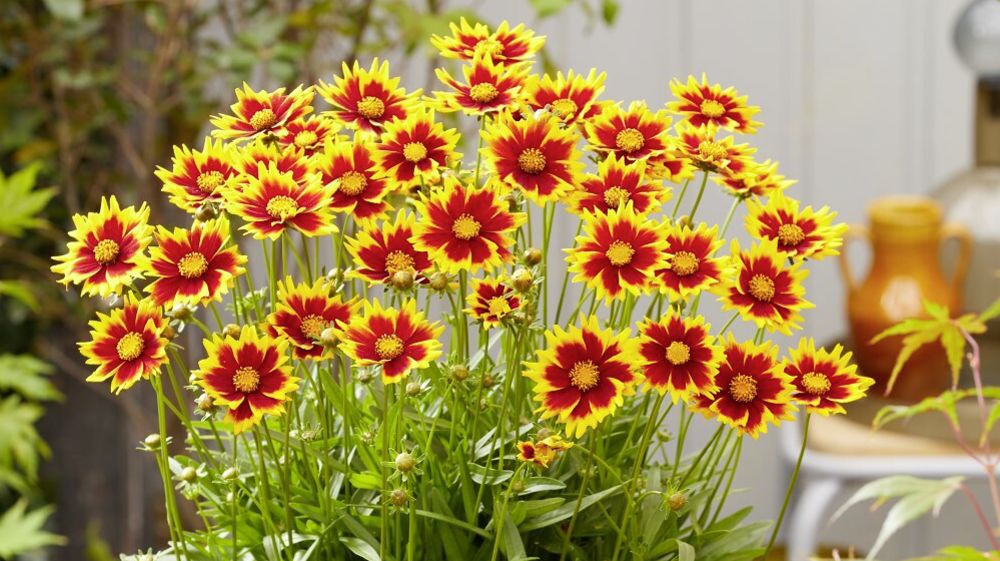 Solar Jewel Coreopsis