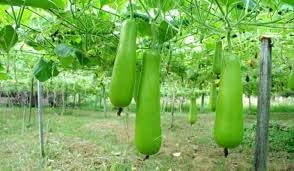 Gourd Vegetable Seeds for Planting - 100 pcs