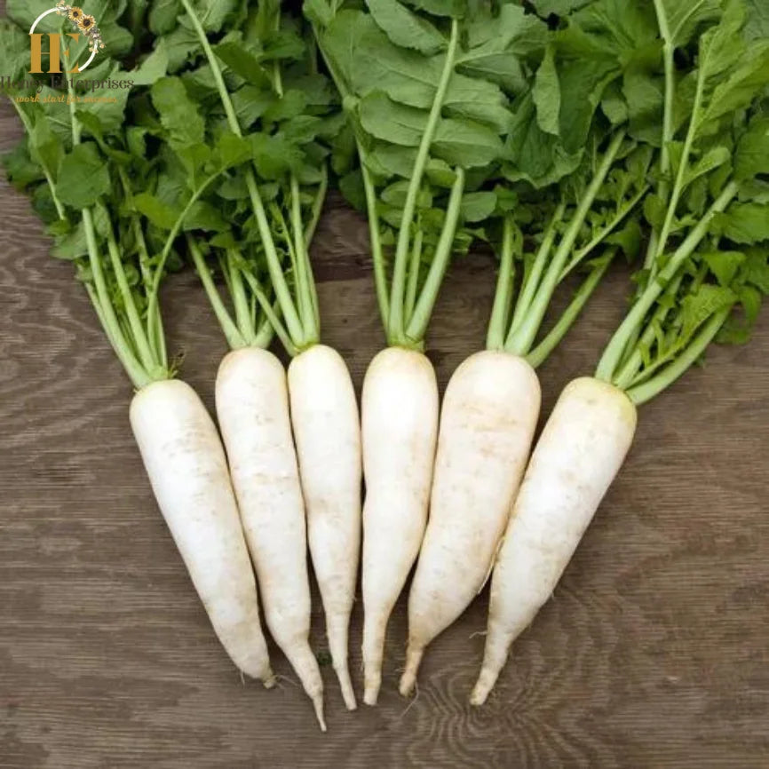 Radish- Long White Chinese