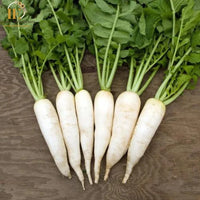 Radish- Long White Chinese