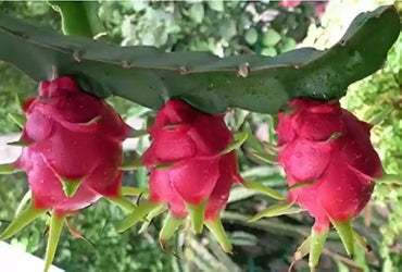 Dragon Fruit Seeds