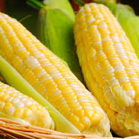 Double Standard – Organic Corn Seed