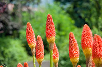 Red Hot Poker