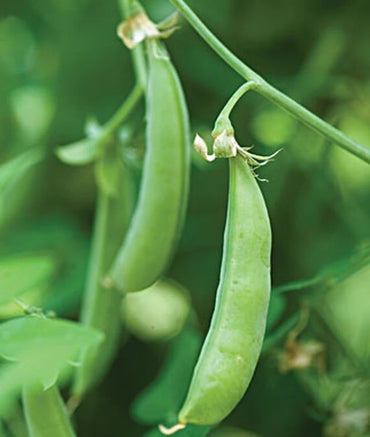 Sugar Snap – Organic Pea Seed