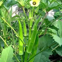 Terrace Vegetables View Fruit Plant Okra Kidney Seeds