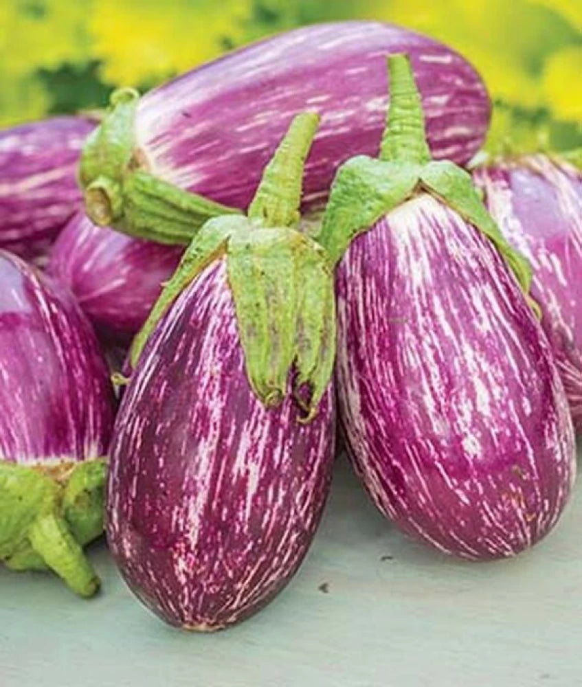 Listada de Gandia Eggplant Solanum melongena seeds for garden planting