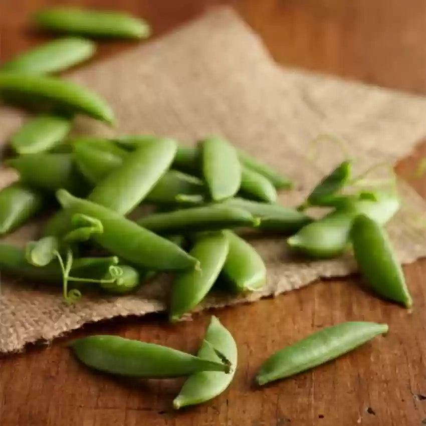 Sugar Snap – Organic Pea Seed