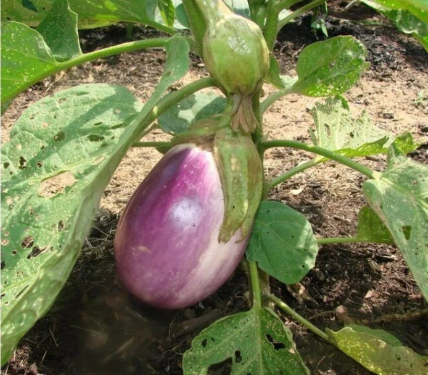 Rosa Bianca – Organic Eggplant Seed