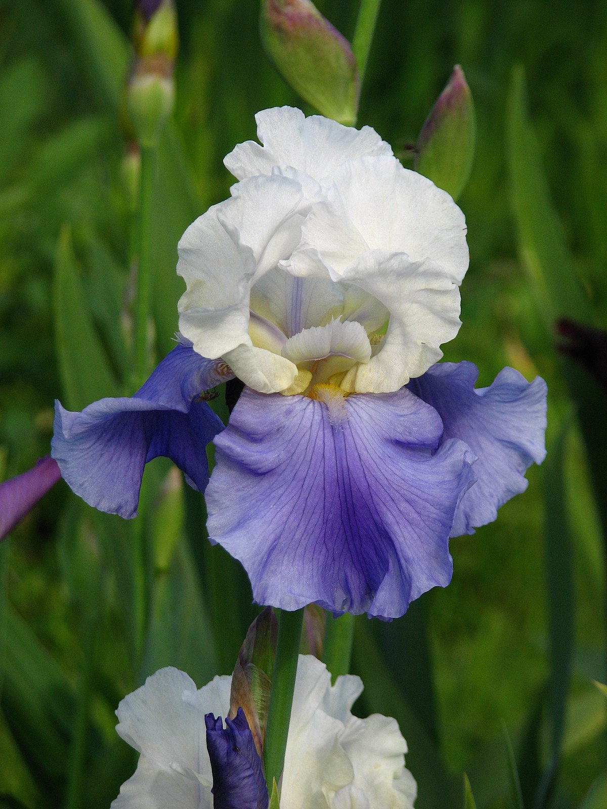 Stairway to Heaven Bearded Iris