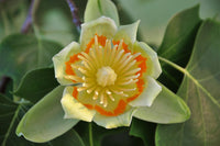 Liriodendron Tulipifera Flower Seeds for Planting – Non-GMO, Heirloom, Fast-Growing Trees