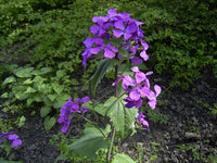 Heirloom Non-GMO Honesty Flower Seeds for Planting – Unique Garden Blooms