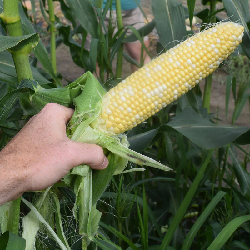 Enchanted – Organic Corn Seed