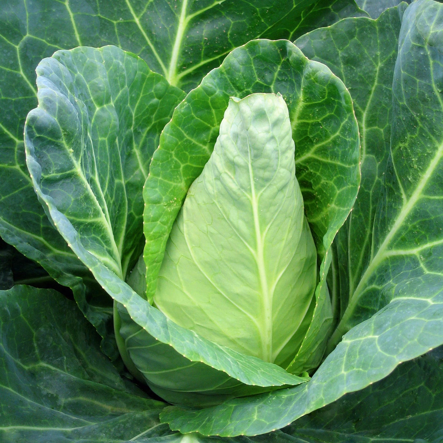 Caraflex – Organic Cabbage Seed