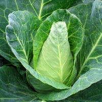 Caraflex – Organic Cabbage Seed