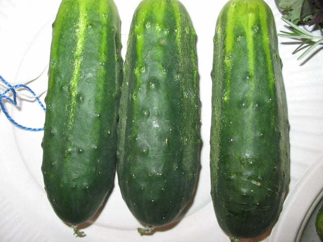 H-19 Little Leaf – Organic Cucumber Seed