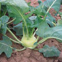 Korist – Organic Kohlrabi Seed