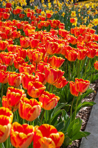 Banja Luka Tulip Seeds