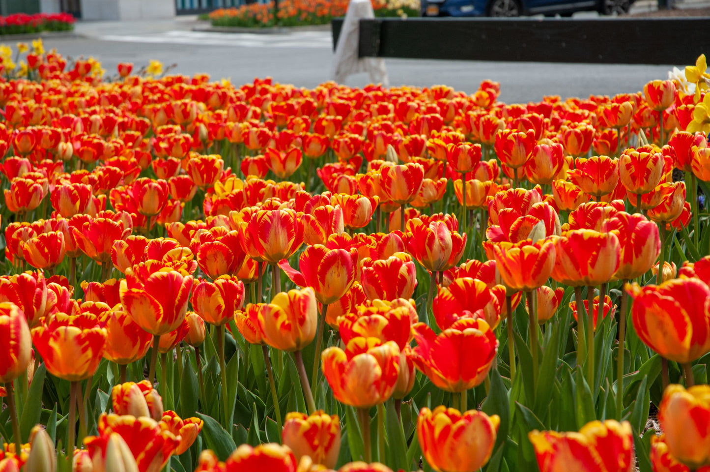 Banja Luka Tulip Seeds