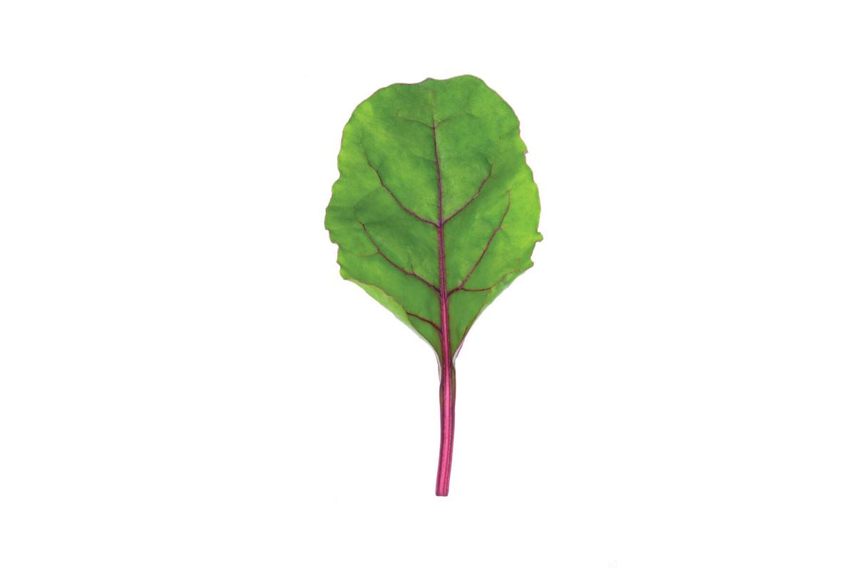 Early Wonder Tall Top – Beet Seed