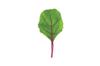 Early Wonder Tall Top – Beet Seed