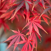 Maroon Suminagashi Plant Seeds for planting in home garden