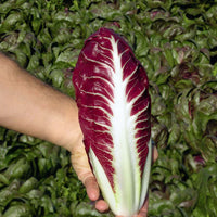 Fiero – Radicchio Seed