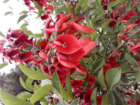 Heirloom Non-GMO Erythrina Crista-Galli Flower Seeds for Planting – Exotic Coral Tree Blooms for Tropical Gardens