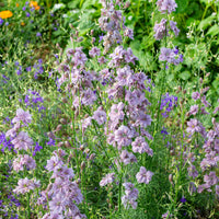 Misty Lavender – Larkspur Seed