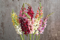 Rocket Mix – Snapdragon Seed