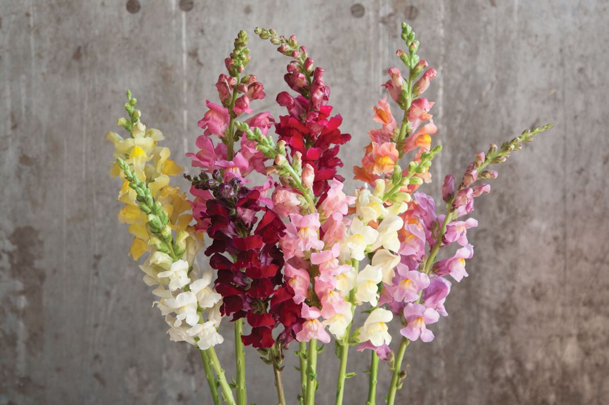 Rocket Mix – Snapdragon Seed